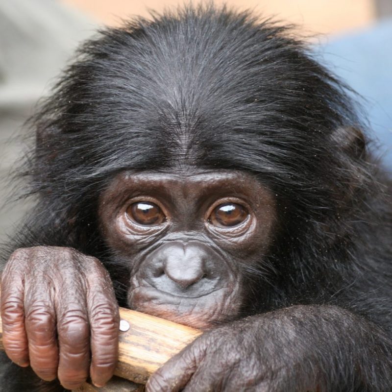 bonobo congo