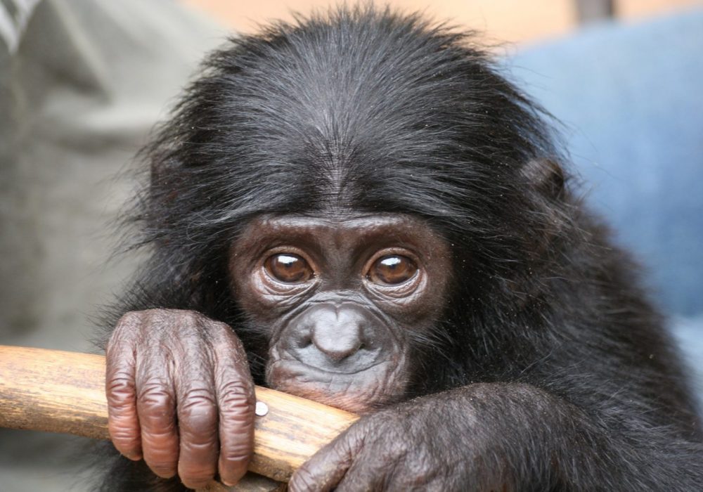 bonobo congo