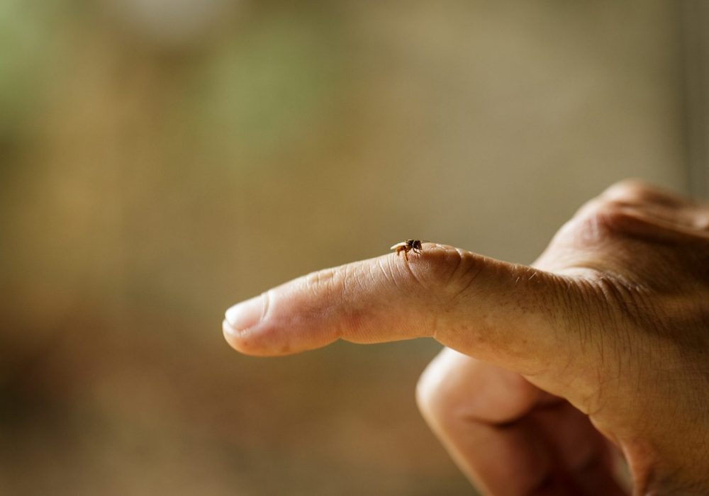 Melipona abeille