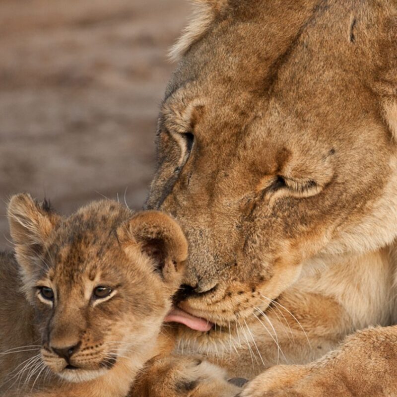 Panthera Lions