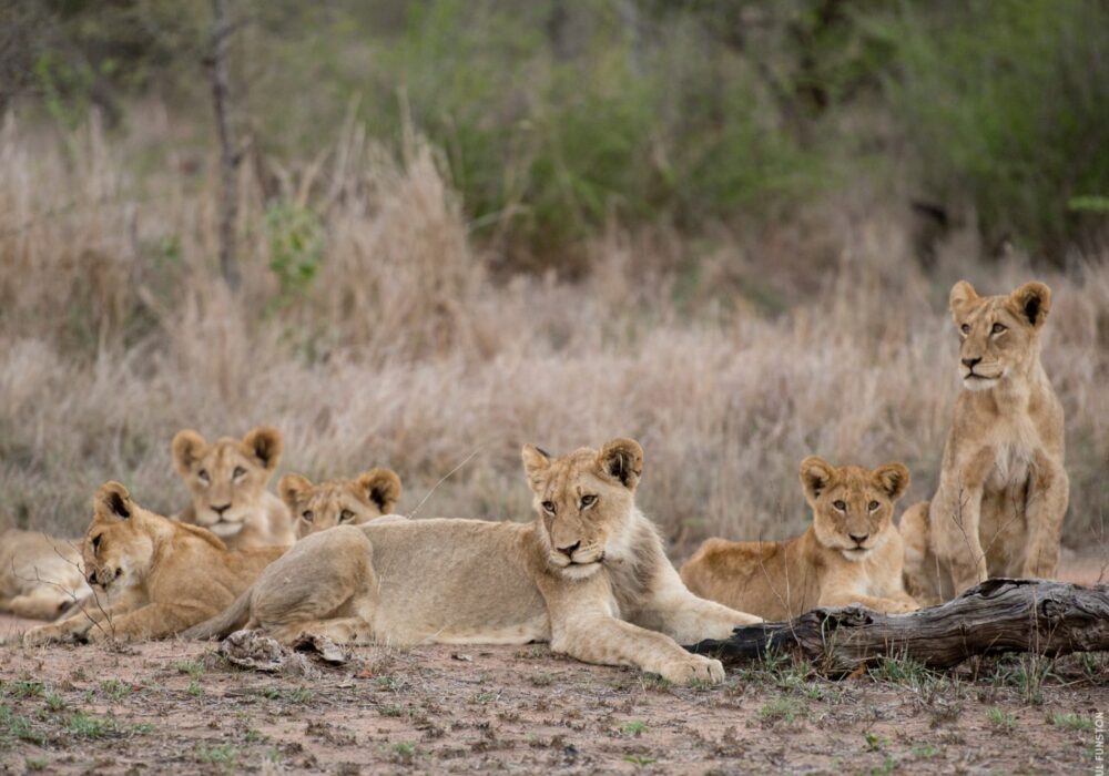 Panthera Lions
