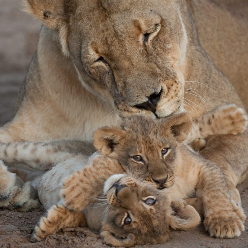 Panthera Lions