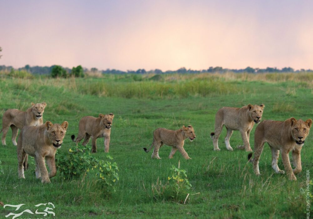 Panthera Lions