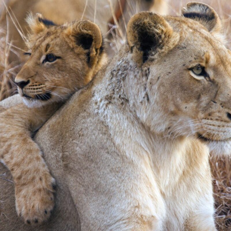Panthera Lion