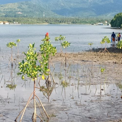 PEJARAKAN mangrove Bali