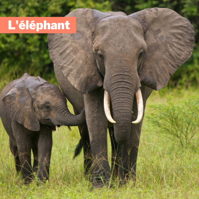 l'elephant elephant haven