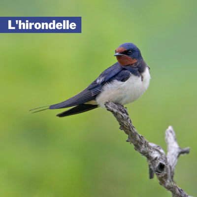 Hirondelle - Ligue protection oiseaux - LPO