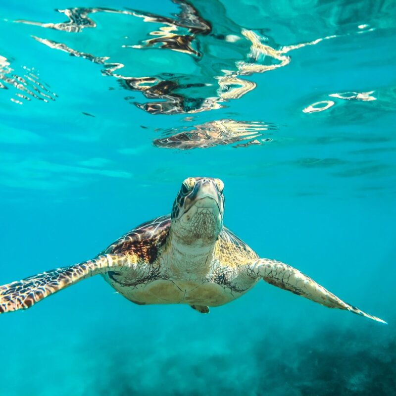 Tortues de mer