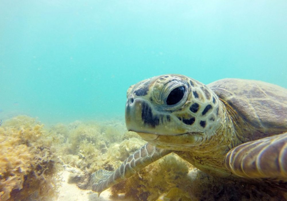 Tortugas-pedasi