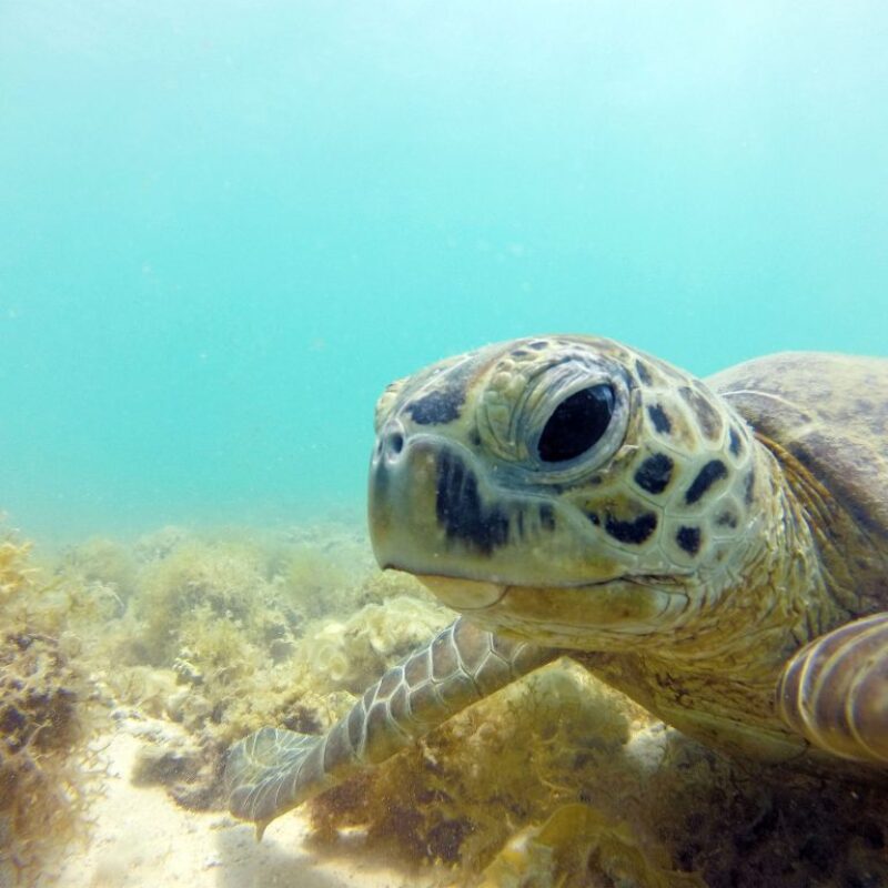 Tortugas-pedasi