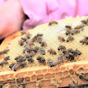 abeilles