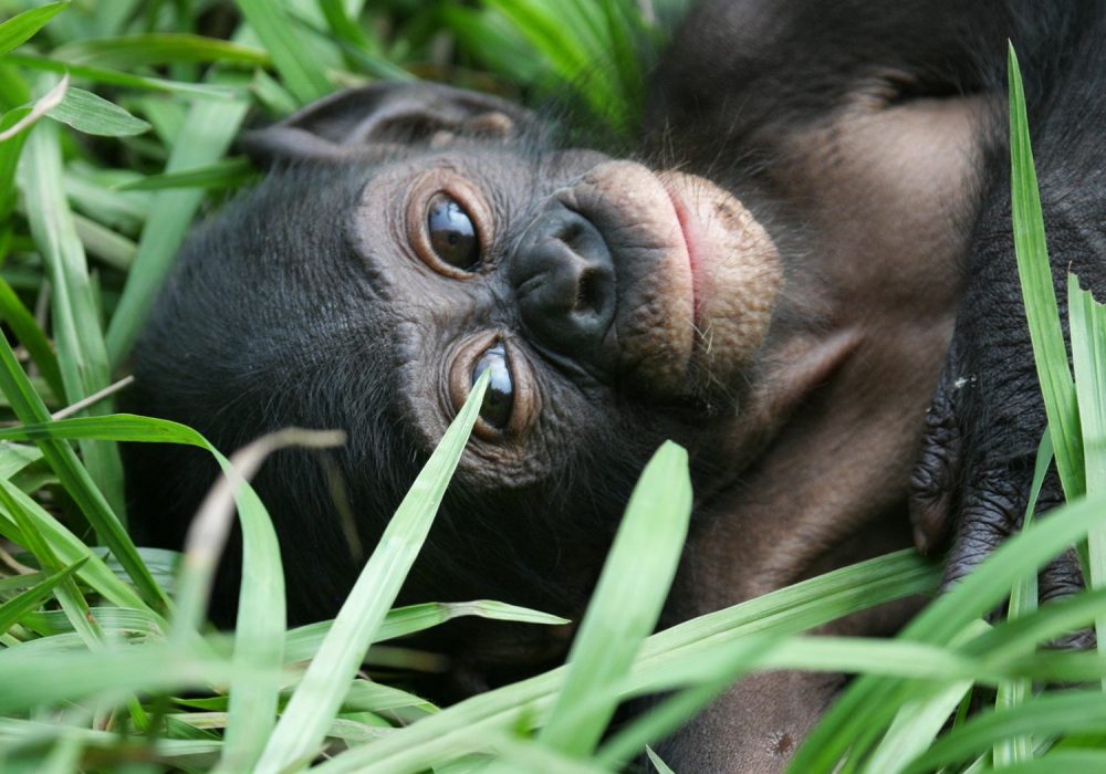 bonobo congo