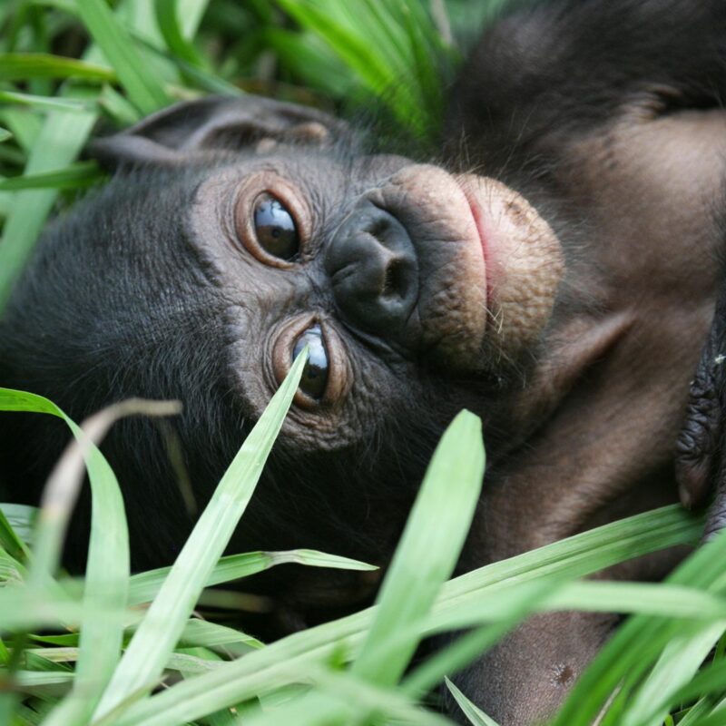 bonobo congo