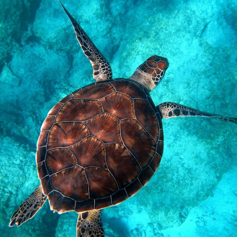tortue tortugas pedasi