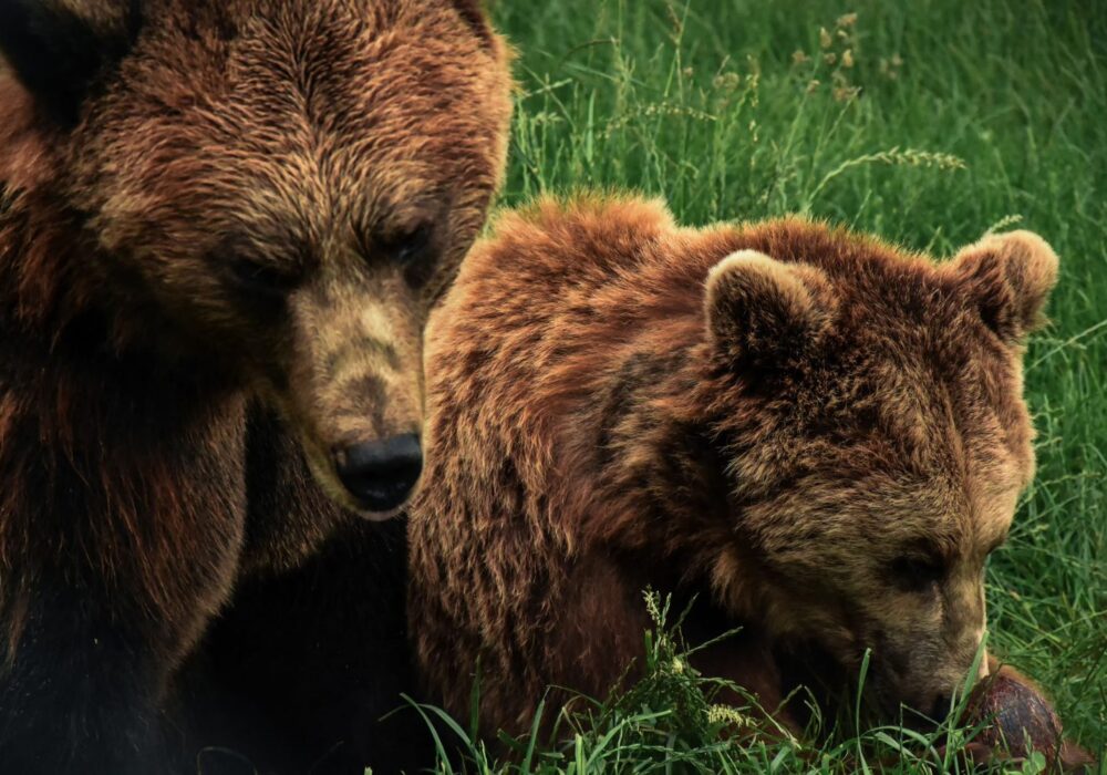 ours - aves france