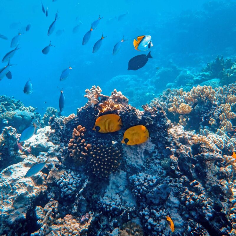 Protection des océans