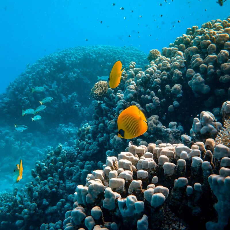 Protection des océans