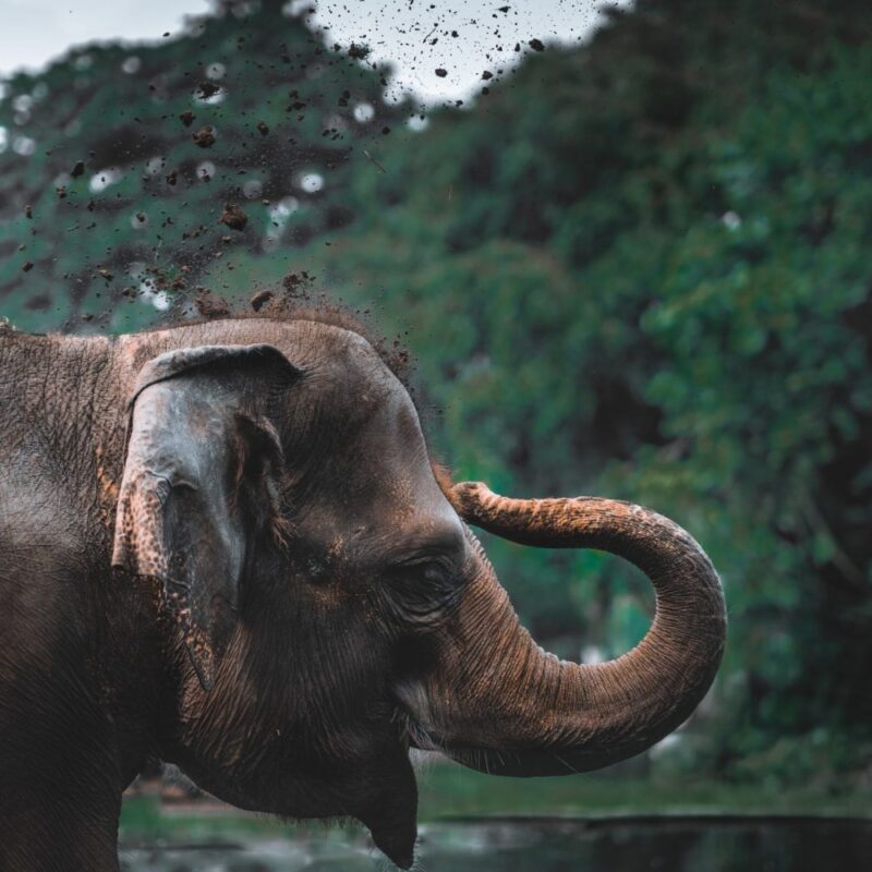 Elephant haven