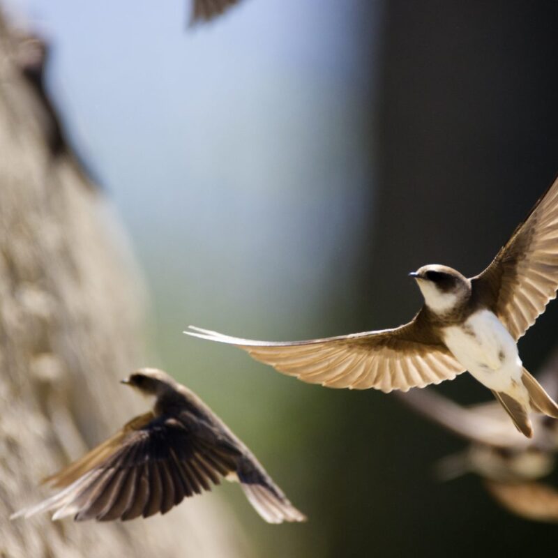 Hirondelle - Ligue protection oiseaux - LPO