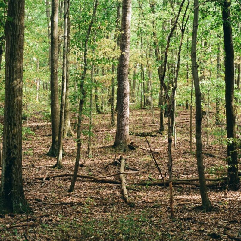Forêt arbre France
