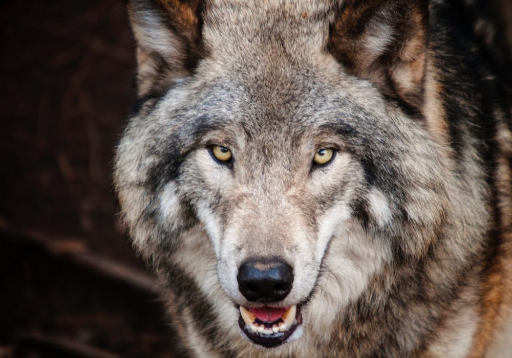 loup aves france