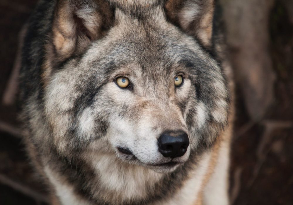 loup aves france