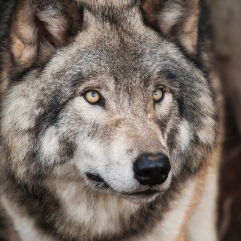 loup aves france