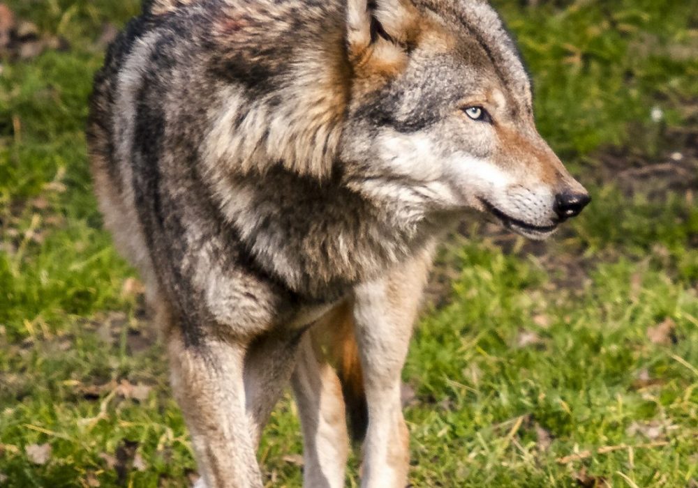 loup aves france