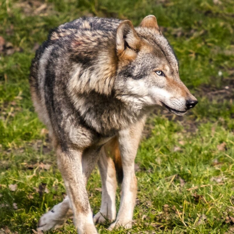 loup aves france