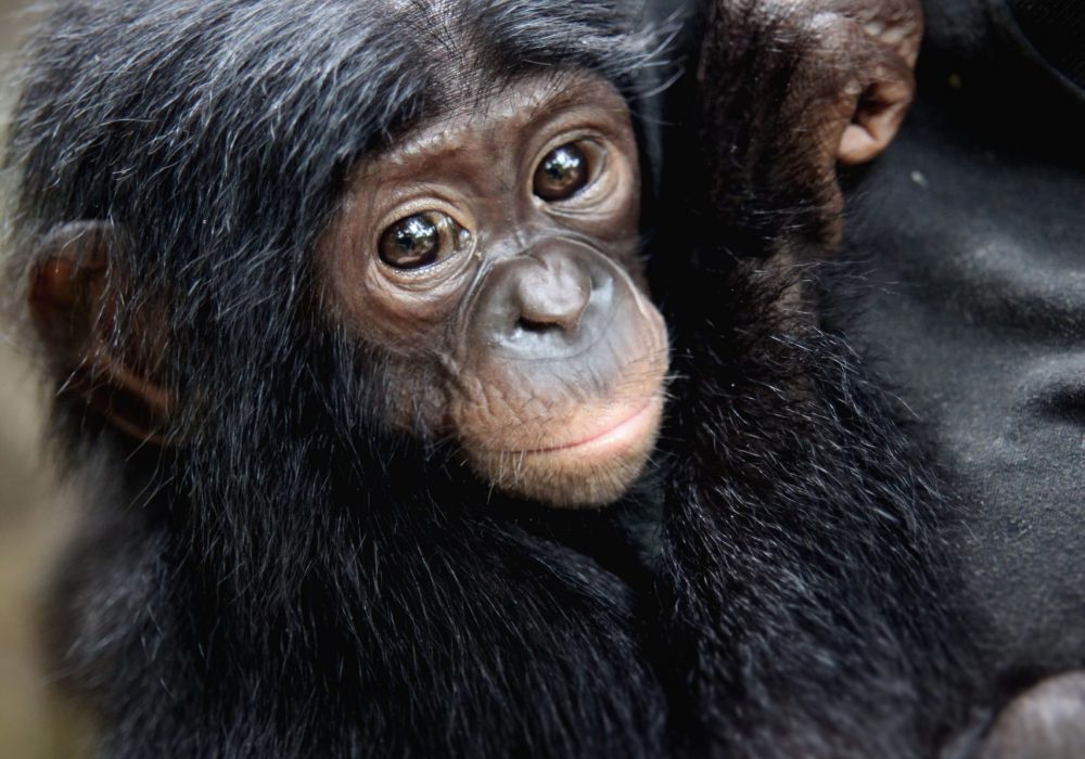 bonobo congo