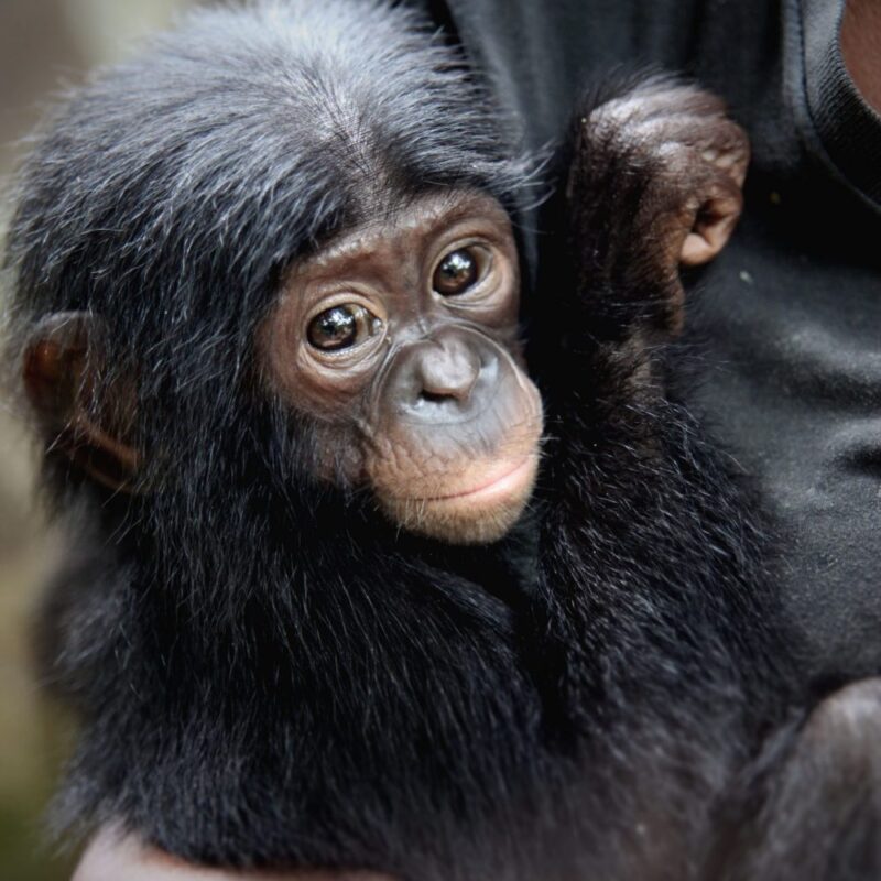 bonobo congo