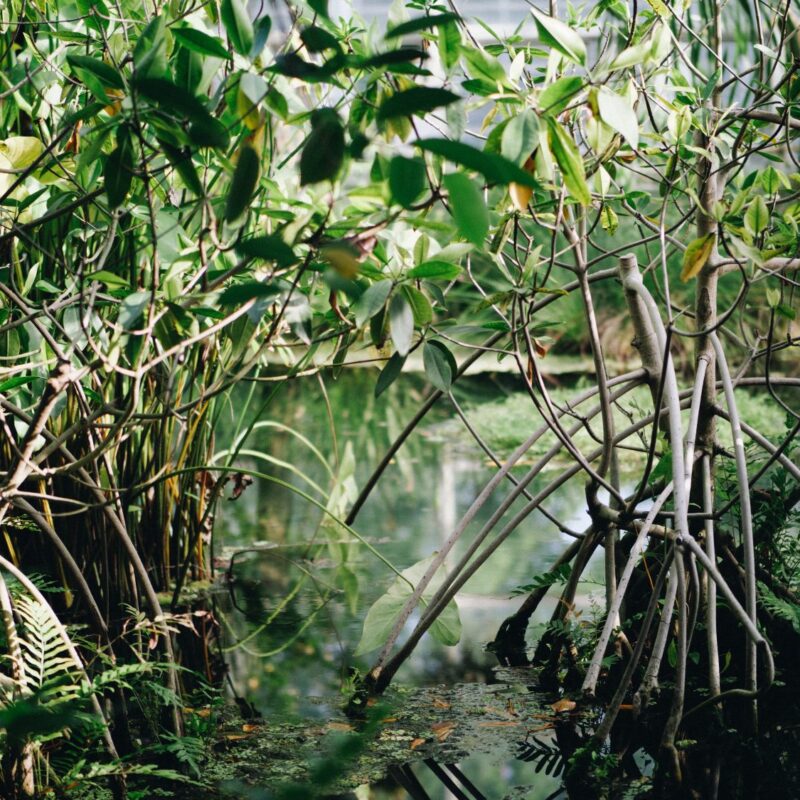 Bali Indonésie nirvana mangrove