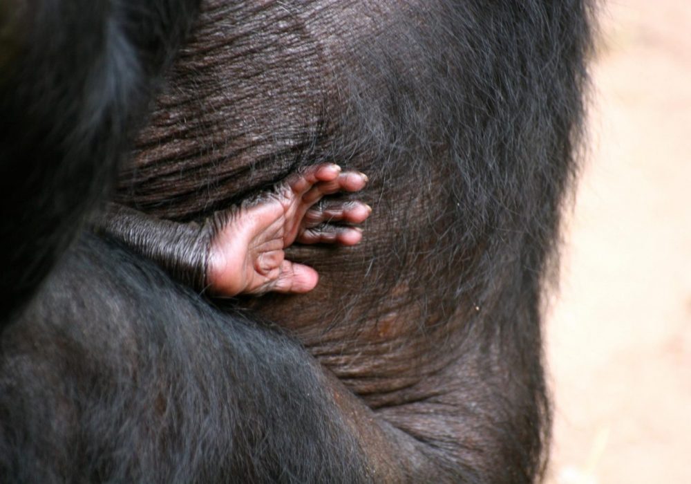 bonobo congo