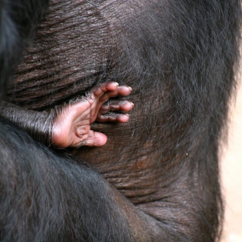 bonobo congo