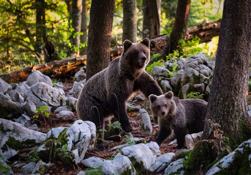 ours - aves france