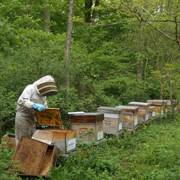 Un Toit pour Les Abeilles