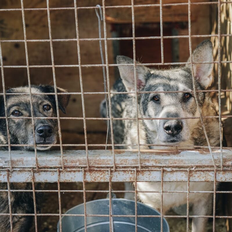 Chiens abandonnés association