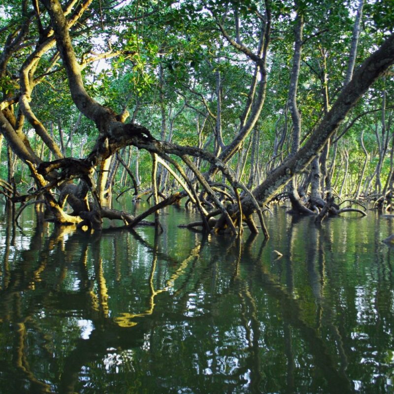 Bali Indonésie nirvana mangrove
