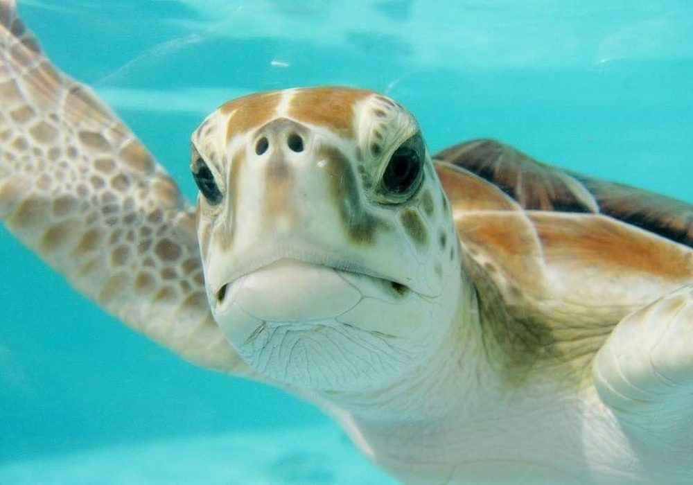Bougie de soja tortue de mer, nouvelle famille de tortues de mer