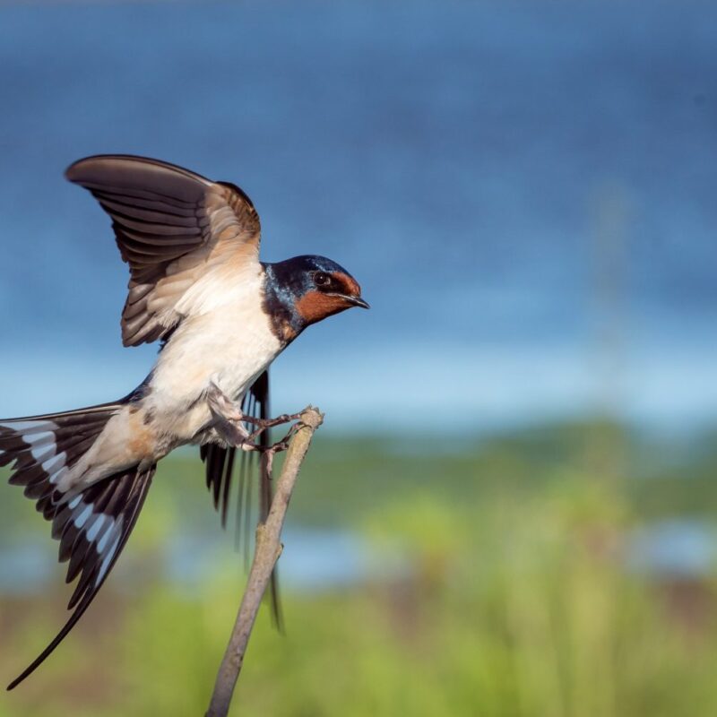 Hirondelle - Ligue protection oiseaux - LPO