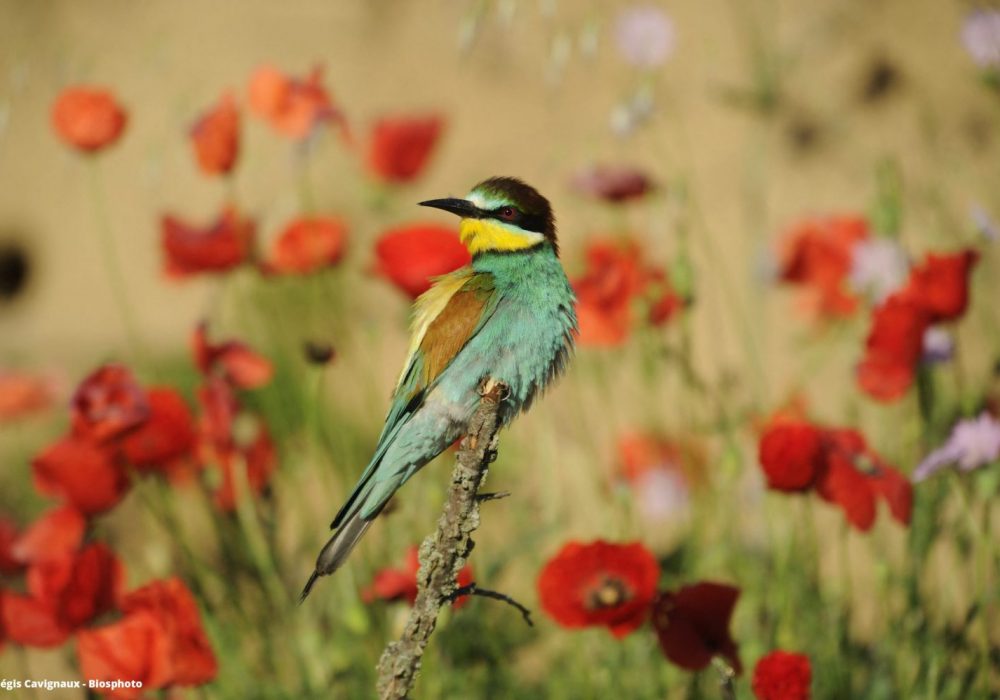 Biodiversité ordinaire - Oiseau